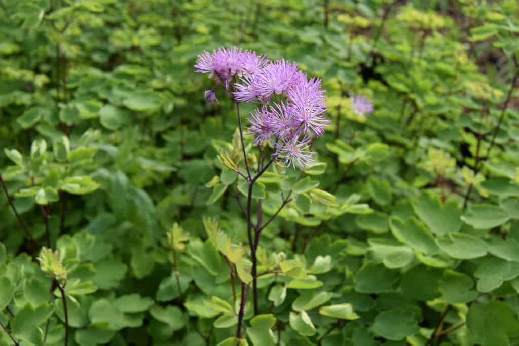 Thalictrum 'Black Stockings' ---
